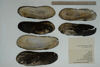 Margaritifera monodonta image