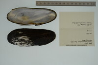 Margaritifera monodonta image