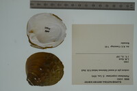 Plethobasus cooperianus image