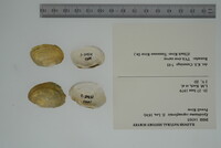 Epioblasma capsaeformis image