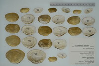 Epioblasma brevidens image