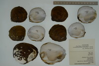 Plethobasus cooperianus image