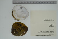 Cyprogenia stegaria image