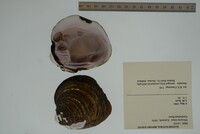 Obovaria retusa image