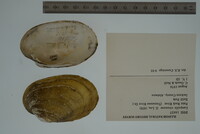 Lampsilis virescens image