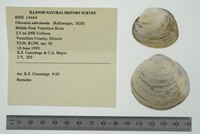 Obovaria subrotunda image