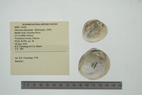 Obovaria subrotunda image