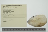 Pleurobema clava image