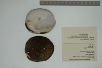 Plethobasus cooperianus image