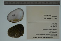 Megalonaias nervosa image