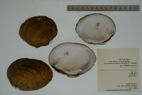 Lampsilis abrupta image