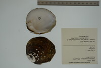 Plethobasus cooperianus image