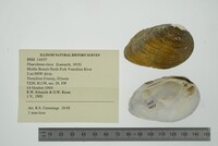 Pleurobema clava image