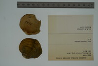 Media resource of Epioblasma personata