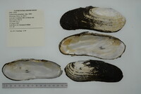 Margaritifera monodonta image