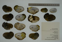 Media resource of Epioblasma ahlstedti