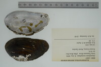 Media resource of Margaritana raveneliana