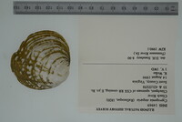 Cyprogenia stegaria image