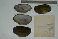 Strophitus undulatus image