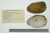 Pleurobema clava image