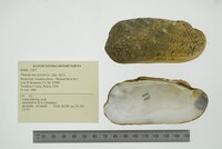 Theliderma cylindrica image