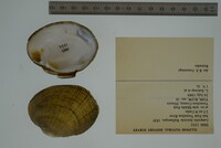 Lampsilis fasciola image