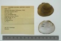 Obovaria subrotunda image