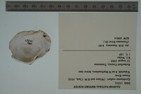 Epioblasma florentina image