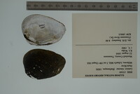 Lemiox rimosus image