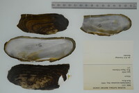 Margaritifera monodonta image