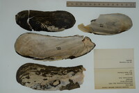 Margaritifera monodonta image