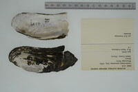 Margaritifera monodonta image