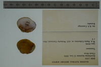Media resource of Epioblasma haysiana