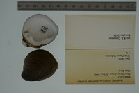 Pleurobema plenum image