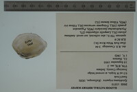 Epioblasma triquetra image