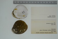 Cyprogenia stegaria image