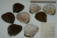 Pleurobema sintoxia image
