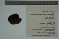 Epioblasma rangiana image