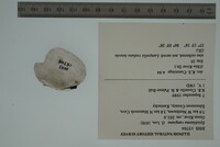 Epioblasma rangiana image