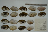 Quadrula quadrula image