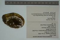 Epioblasma rangiana image