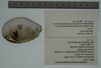 Epioblasma rangiana image