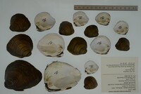 Pleurobema cordatum image