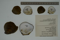 Pleurobema cordatum image