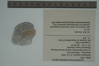 Epioblasma rangiana image