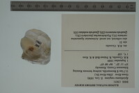 Epioblasma rangiana image