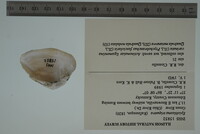 Epioblasma triquetra image