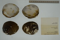 Plethobasus cooperianus image