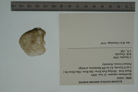 Epioblasma rangiana image