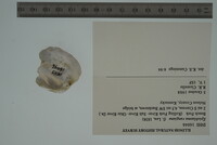 Epioblasma rangiana image